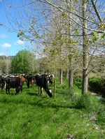 Fencing initiatives designed to enhance water quality were among the more popular Environment Fund projects in 2010-2011.